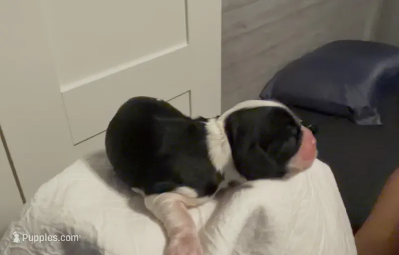 Linus – Cocker Spaniel puppy for sale in Houston, TX