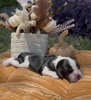 Hiccup, a male Cocker Spaniel for sale in Houston, TX – 6 of 6