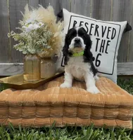 Linus, a male Cocker Spaniel for sale in Houston, TX – Photo 5 of 10