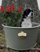 Linus, a male Cocker Spaniel for sale in Houston, TX – Photo 9 of 10