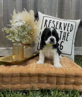 Linus, a male Cocker Spaniel for sale in Houston, TX – Photo 4 of 10