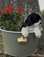 Linus, a male Cocker Spaniel for sale in Houston, TX – Photo 10 of 10