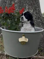 Linus, a male Cocker Spaniel for sale in Houston, TX – Photo 8 of 10