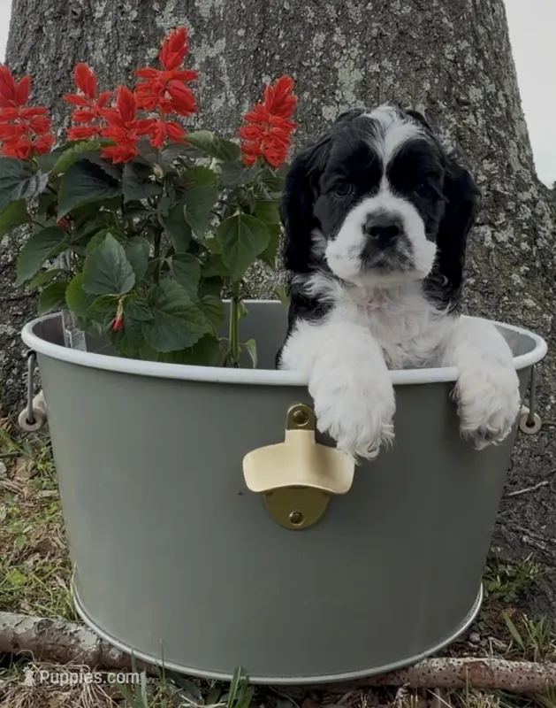 Linus – Cocker Spaniel puppy for sale in Houston, TX