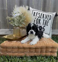 Linus, a male Cocker Spaniel for sale in Houston, TX – Photo 3 of 10