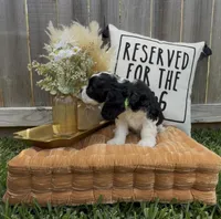 Linus, a male Cocker Spaniel for sale in Houston, TX – Photo 6 of 10