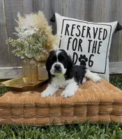 Linus, a male Cocker Spaniel for sale in Houston, TX – Photo 2 of 10