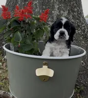 Linus, a male Cocker Spaniel for sale in Houston, TX – Photo 7 of 10