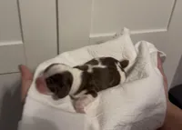 Charlie Brown, a male Cocker Spaniel for sale in Houston, TX – Photo 5 of 6