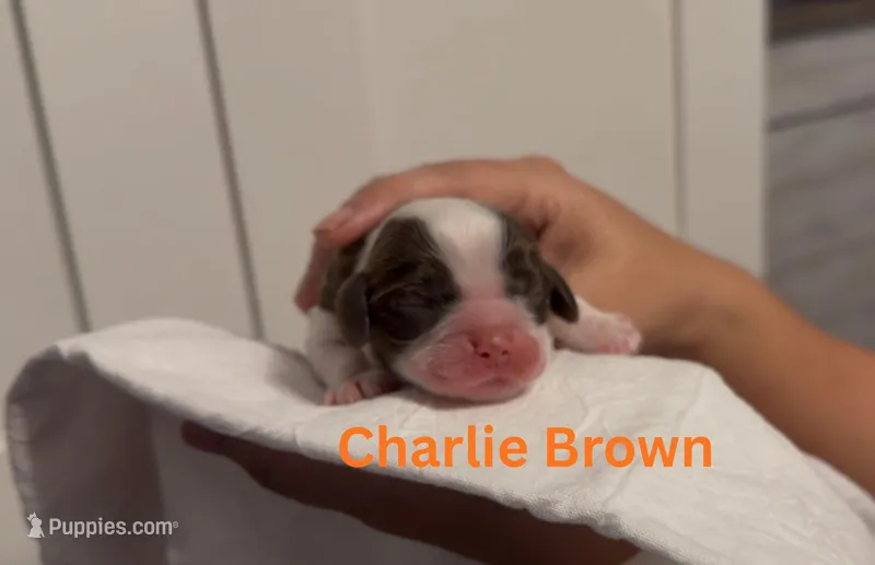 Charlie Brown – Cocker Spaniel puppy for sale in Houston, TX