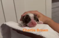 Charlie Brown, a male Cocker Spaniel for sale in Houston, TX – Photo 1 of 6