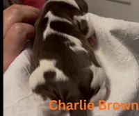 Charlie Brown, a male Cocker Spaniel for sale in Houston, TX – Photo 2 of 6