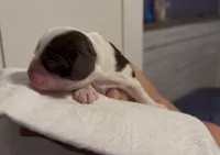 Charlie Brown, a male Cocker Spaniel for sale in Houston, TX – Photo 3 of 6