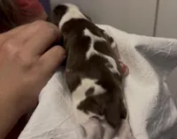 Charlie Brown, a male Cocker Spaniel for sale in Houston, TX – Photo 6 of 6