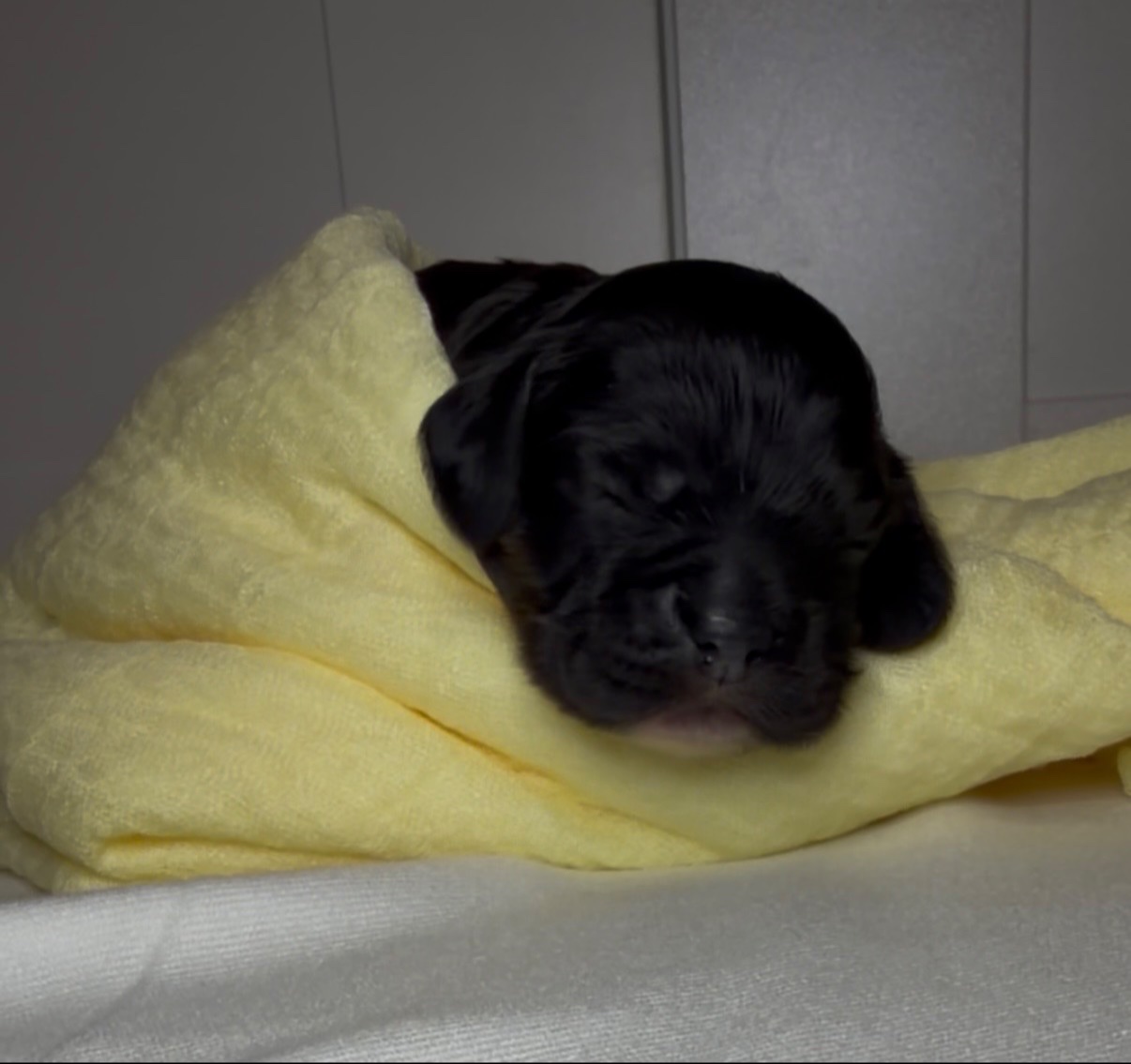 Sally – Cocker Spaniel puppy for sale in Houston, TX