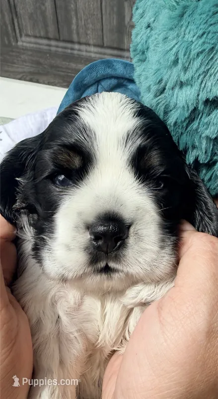 Hiccup – Cocker Spaniel puppy for sale in Houston, TX
