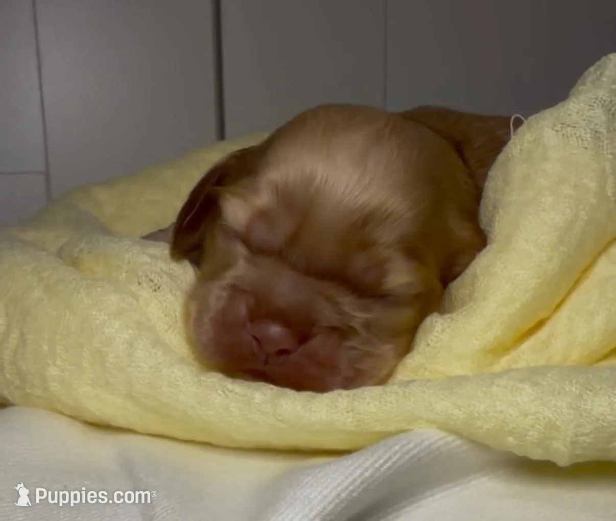 Woodstock  – Cocker Spaniel puppy for sale in Houston, TX