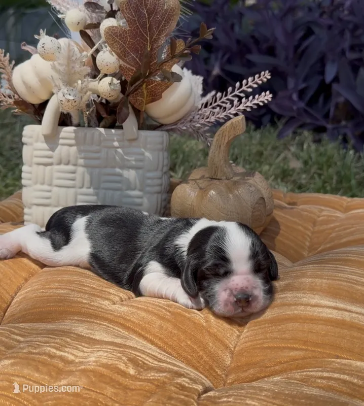 Hiccup – Cocker Spaniel puppy for sale in Houston, TX