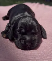Valka, a female Cocker Spaniel for sale in Houston, TX – 3 of 5