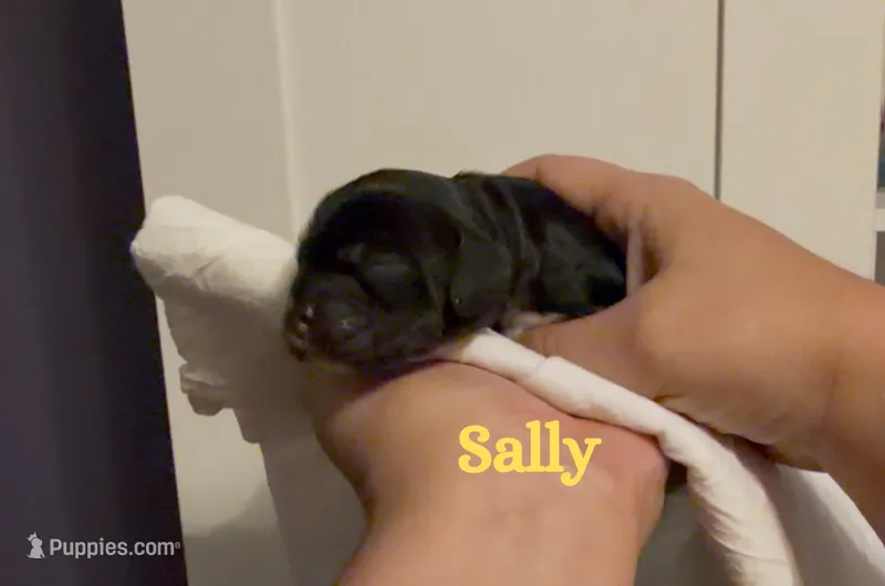 Sally – Cocker Spaniel puppy for sale in Houston, TX