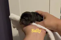 Sally, a female Cocker Spaniel for sale in Houston, TX – Photo 1 of 6