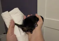 Sally, a female Cocker Spaniel for sale in Houston, TX – Photo 5 of 6