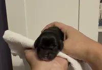 Sally, a female Cocker Spaniel for sale in Houston, TX – Photo 2 of 6