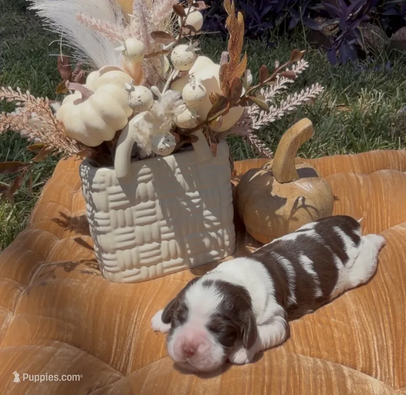 Stormfly – Cocker Spaniel puppy for sale in Houston, TX