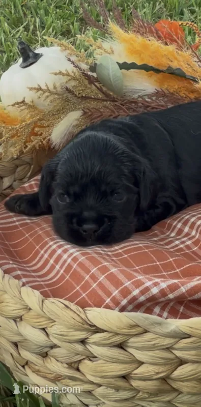 Valka – Cocker Spaniel puppy on hold in Houston, TX