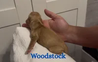 Woodstock , a male Cocker Spaniel for sale in Houston, TX – Photo 2 of 5