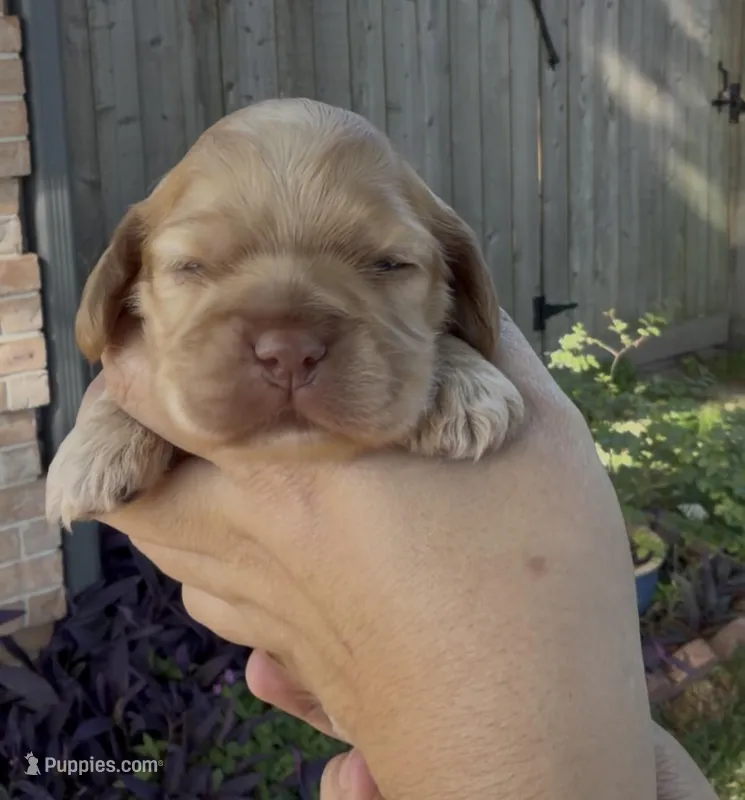 Woodstock  – Cocker Spaniel puppy for sale in Houston, TX
