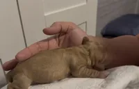 Woodstock , a male Cocker Spaniel for sale in Houston, TX – Photo 4 of 5