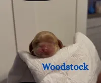 Woodstock , a male Cocker Spaniel for sale in Houston, TX – Photo 1 of 5