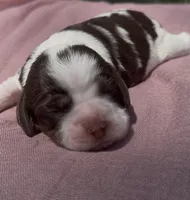 Stormfly, a female Cocker Spaniel for sale in Houston, TX – 2 of 6