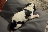 Snoopy, a female Cocker Spaniel for sale in Houston, TX – Photo 4 of 5