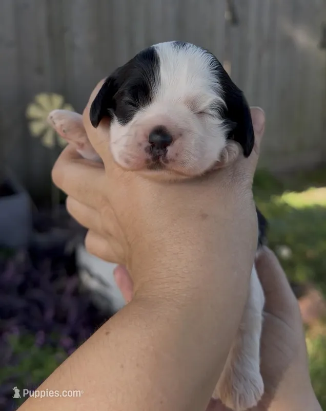 Snoopy – Cocker Spaniel puppy for sale in Houston, TX