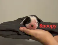 Snoopy, a female Cocker Spaniel for sale in Houston, TX – Photo 1 of 5