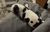 Snoopy, a female Cocker Spaniel for sale in Houston, TX – Photo 3 of 5