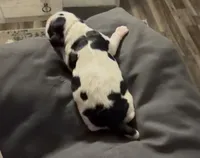 Snoopy, a female Cocker Spaniel for sale in Houston, TX – Photo 5 of 5