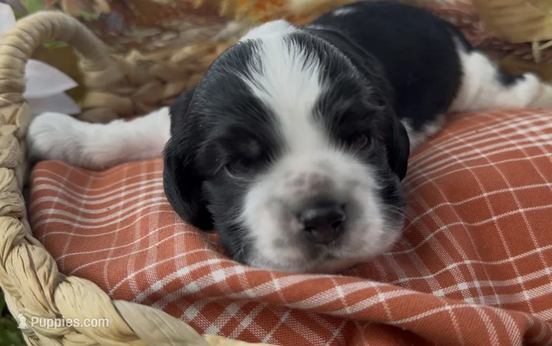 Hiccup – Cocker Spaniel puppy for sale in Houston, TX