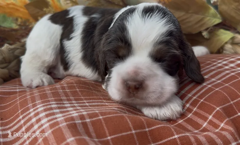 Stormfly – Cocker Spaniel puppy for sale in Houston, TX