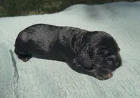 Valka, a female Cocker Spaniel for sale in Houston, TX – 2 of 5