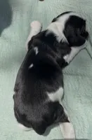 Hiccup, a male Cocker Spaniel for sale in Houston, TX – 3 of 6