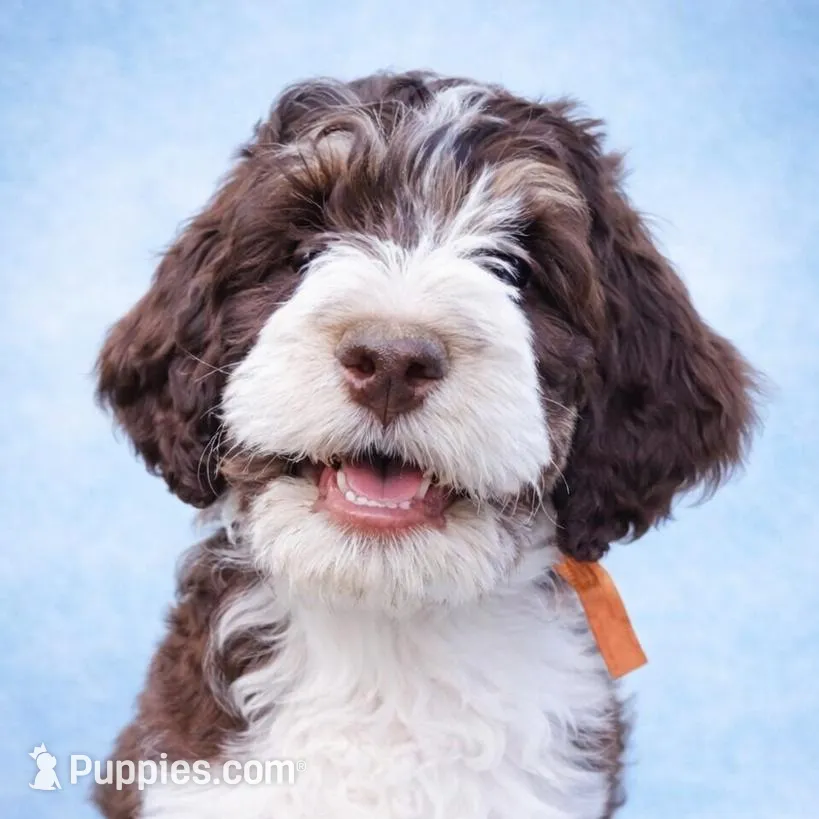 Honor – Bernedoodle puppy for sale in Marion, OH