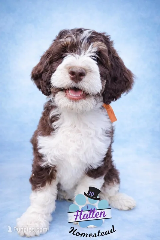 Honor – Bernedoodle puppy for sale in Marion, OH
