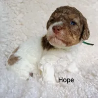 Hope, a female Bernedoodle for sale in Marion, OH – Photo 8 of 9