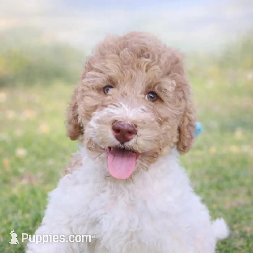 Hope – Bernedoodle puppy for sale in Marion, OH
