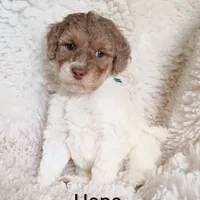 Hope, a female Bernedoodle for sale in Marion, OH – Photo 2 of 9