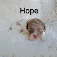 Hope, a female Bernedoodle for sale in Marion, OH – Photo 7 of 9