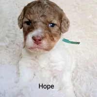 Hope, a female Bernedoodle for sale in Marion, OH – Photo 9 of 9